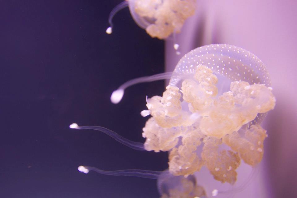 jellyfish