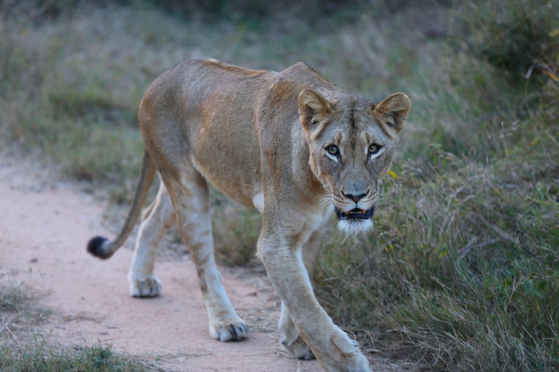 hungry lioness at Kruger National Park