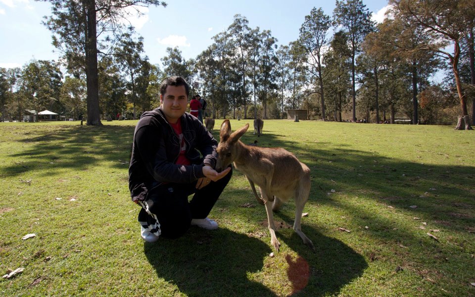 feeding kangaroo