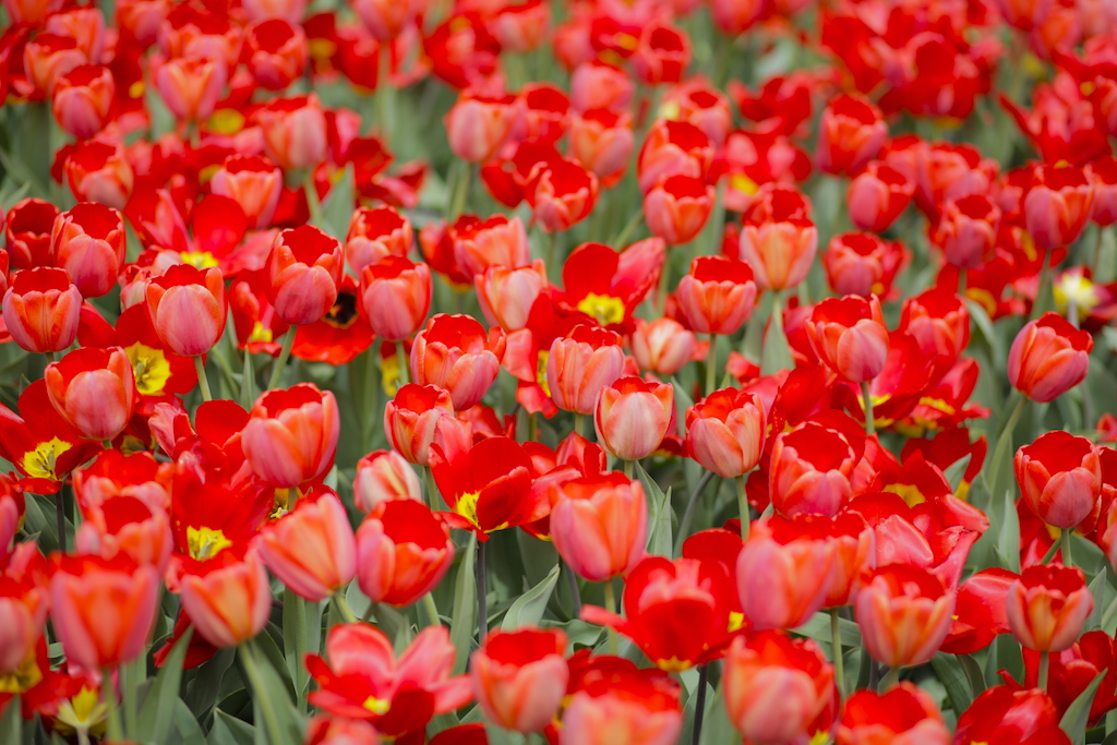 Springtime at Longwood Gardens